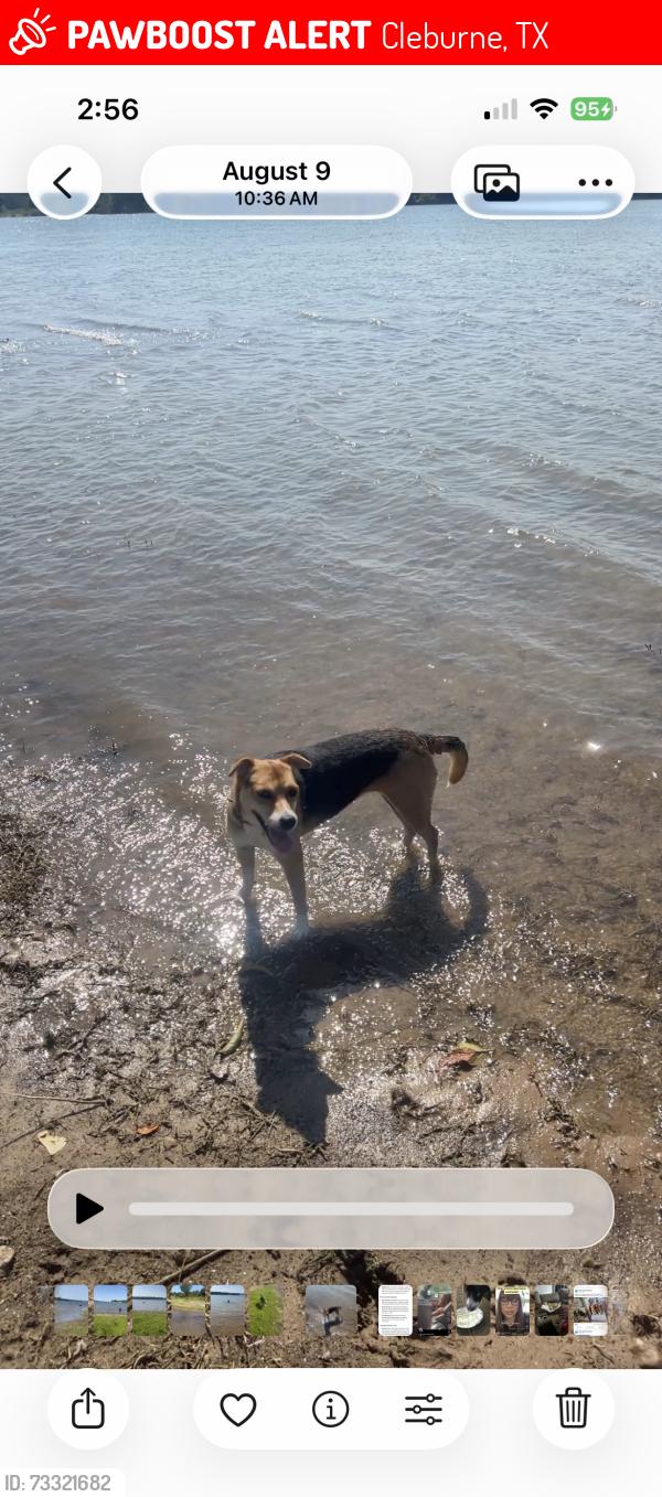 Lost Female Dog last seen Cleburne state park, Cleburne, TX 76033