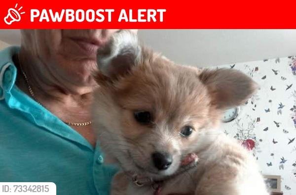 Lost Female Dog last seen Near beacon medical practice and Skegness fire station, Lincolnshire, England PE25 2RE