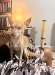 Reunited Female Dog last seen Elmhurst & Cedarbrook, Pinellas Park, FL 33782