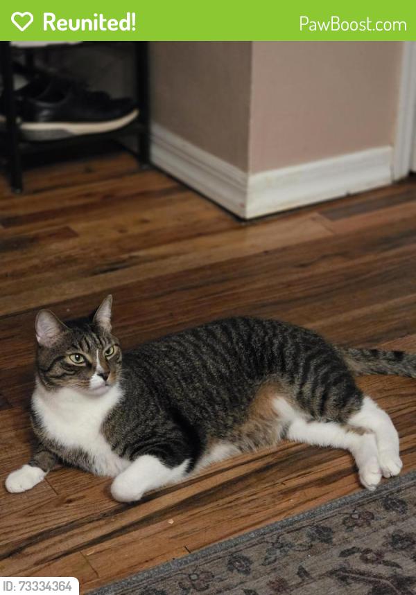 Reunited Male Cat last seen Fairfield Sunrise Gardens, Lakeland Ave, Bohemia, NY 11716