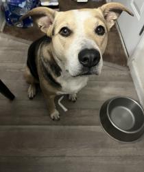 Lost Female Dog last seen Colonial Hills subdivision/Docs Rd, Lillington, NC 27546