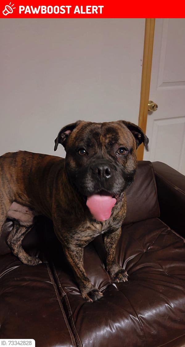 Lost Male Dog last seen Hideaway hills road, Eldred Township, PA 18058