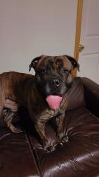 Lost Male Dog last seen Hideaway hills road, Eldred Township, PA 18058