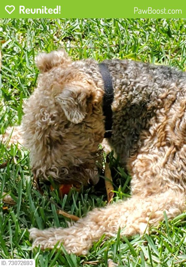 Reunited Male Dog last seen 87ave SW. 2 street, Florida City, FL 33034