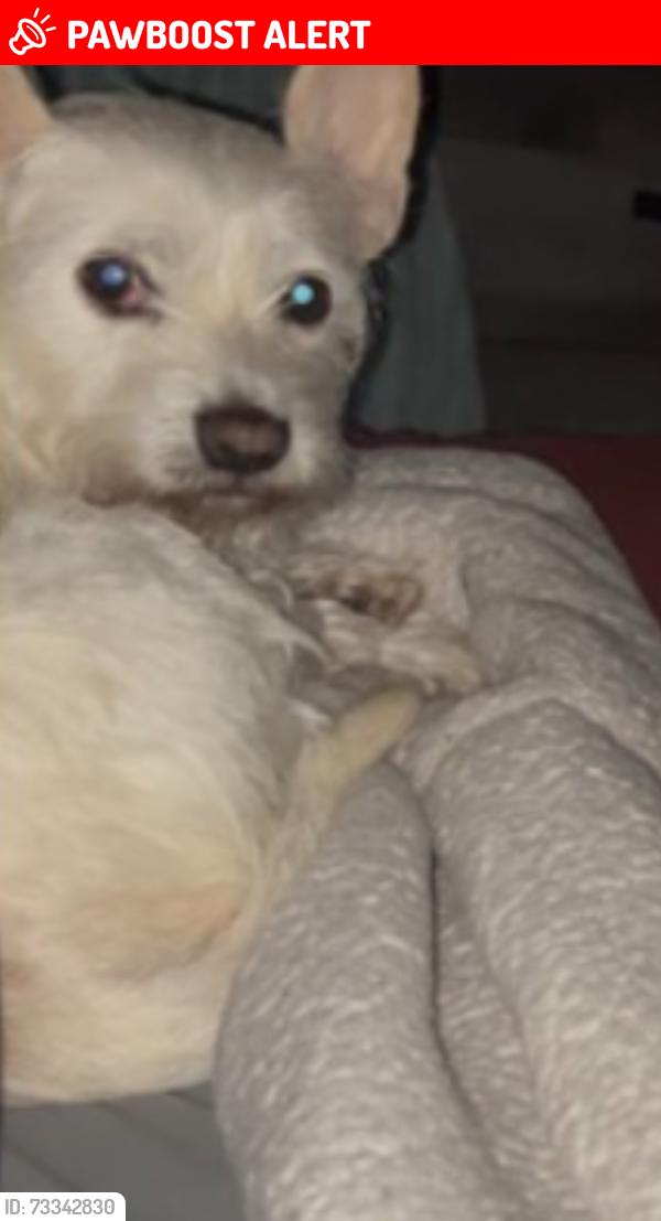 Lost Female Dog last seen Willow ave west sacramento, West Sacramento, CA 95691
