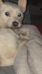 Lost Female Dog last seen Willow ave west sacramento, West Sacramento, CA 95691