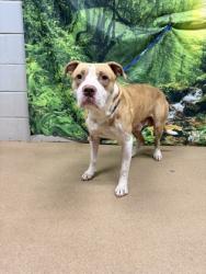 Shelter Stray Male Dog last seen Near Holliday Dam Rd 29654, Anderson County, SC, 1320 US-29, Anderson, SC 29626, USA