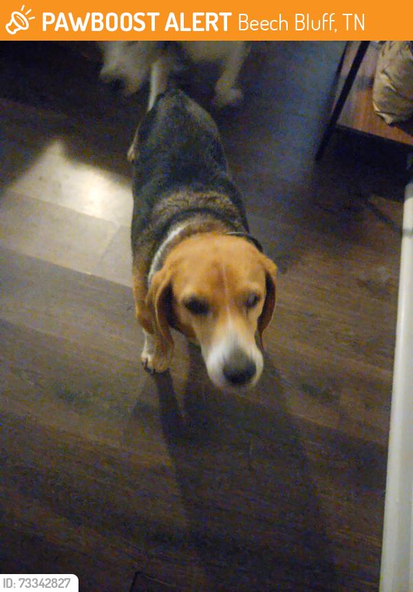 Found/Stray Male Dog last seen Hwy 200, Beech Bluff, TN 38313