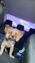 Reunited Male Dog last seen East ridge neighborhood, McKinney, TX 75071