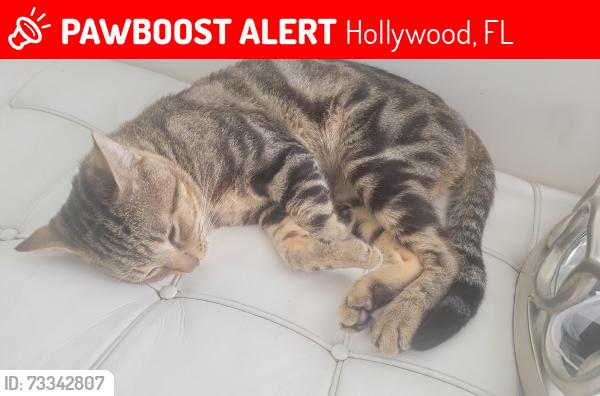 Lost Male Cat last seen Washington street near 3933 Washington, Hollywood, FL 33021