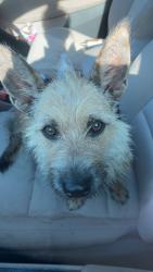 Found/Stray Female Dog last seen Rte 22, Kenly, Kenly, NC 27542
