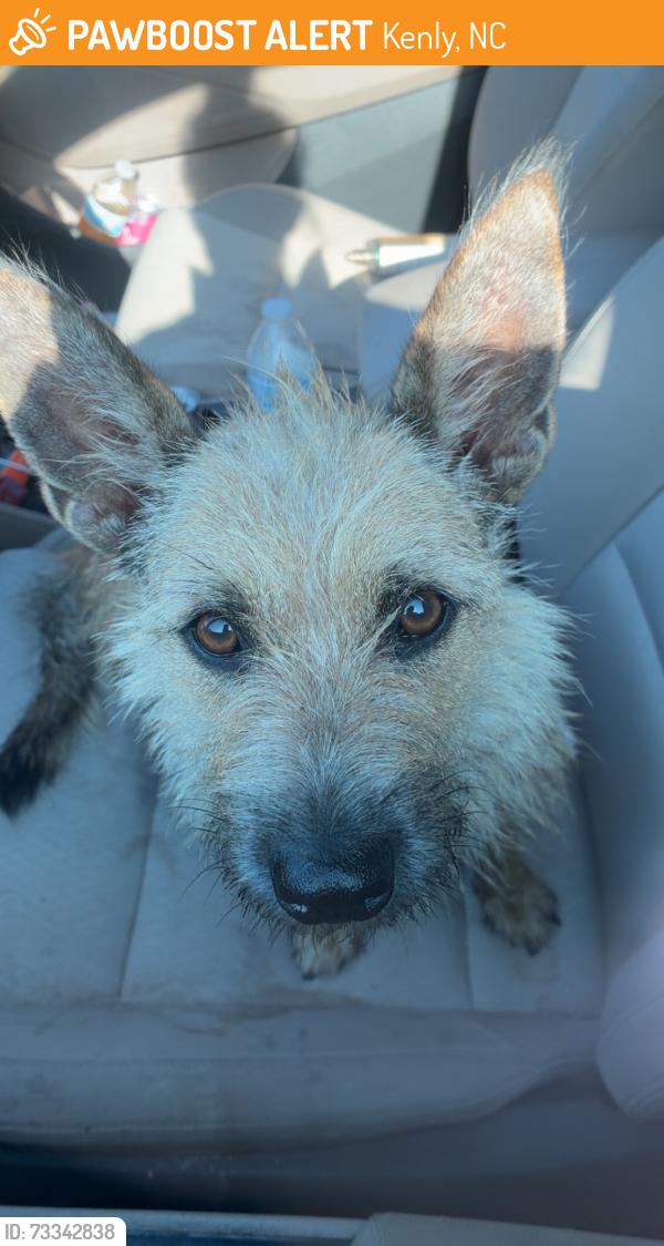 Found/Stray Female Dog last seen Rte 22, Kenly, Kenly, NC 27542