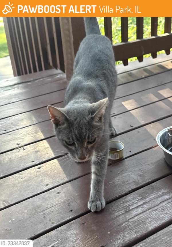 Found/Stray Unknown Cat last seen North Summit and E. Elm St., Villa Park, IL 60181