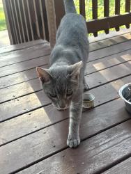 Found/Stray Unknown Cat last seen North Summit and E. Elm St., Villa Park, IL 60181