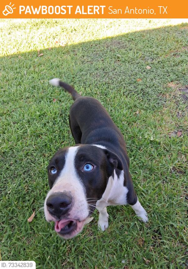 Found/Stray Male Dog last seen Near Judson Road and Ridge Meadow, San Antonio, TX 78233