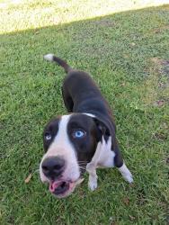 Found/Stray Male Dog last seen Near Judson Road and Ridge Meadow, San Antonio, TX 78233
