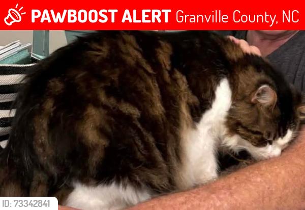 Lost Male Cat last seen Near smith & belltown rd., Granville County, NC 27581