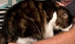 Lost Male Cat last seen Near smith & belltown rd., Granville County, NC 27581