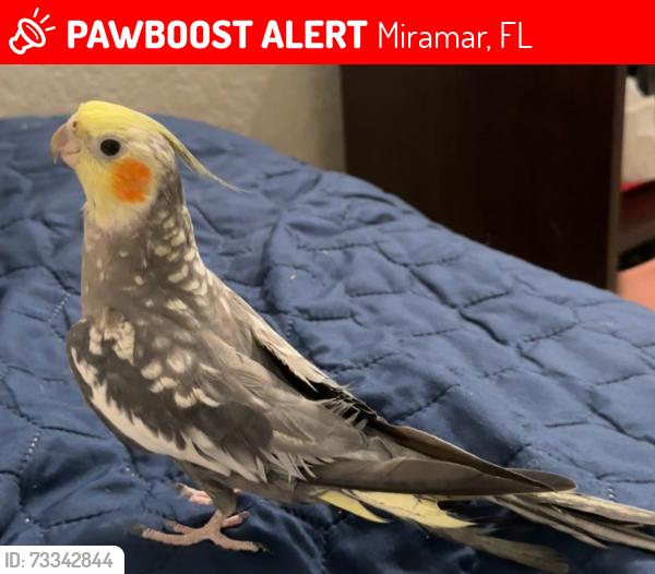 Lost Male Bird last seen Near sw 42nd st miramar fl 33027, Miramar, FL 33027