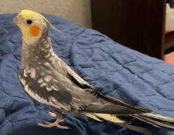 Lost Male Bird last seen Near sw 42nd st miramar fl 33027, Miramar, FL 33027