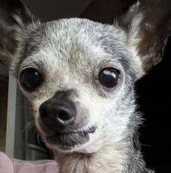 Found/Stray Male Dog last seen Shadowdale and north fallen bough, Houston, TX 77041