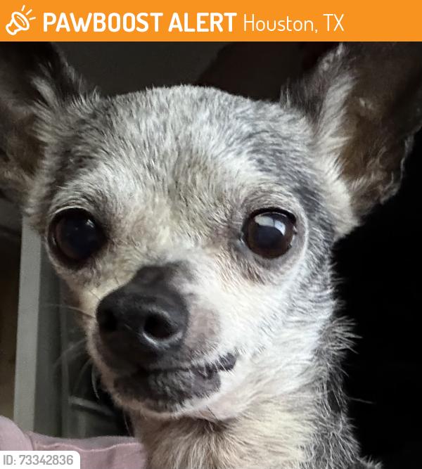Found/Stray Male Dog last seen Shadowdale and north fallen bough, Houston, TX 77041