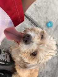 Found/Stray Female Dog last seen S Ellison Dr San Antonio Tx 78245, San Antonio, TX 78245