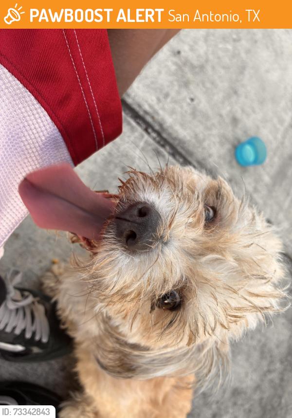Found/Stray Female Dog last seen S Ellison Dr San Antonio Tx 78245, San Antonio, TX 78245