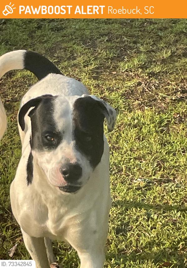 Found/Stray Male Dog last seen Canaan road, Spartanburg, SC 29306