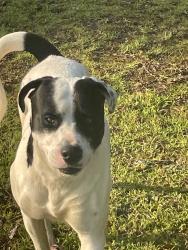 Found/Stray Male Dog last seen Canaan road, Spartanburg, SC 29306