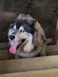 Found/Stray Female Dog last seen In Pailo, Old State Hwy 28, behind Johnson Lewis Cemetery, Dunlap, TN 37327