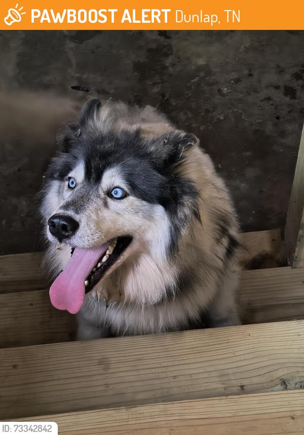 Found/Stray Female Dog last seen In Pailo, Old State Hwy 28, behind Johnson Lewis Cemetery, Dunlap, TN 37327