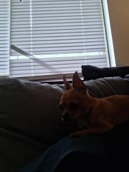 Reunited Male Dog last seen Lechner, Columbus, OH 43223