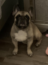Lost Female Dog last seen douglass homes projects 246 n spring ct, Baltimore, MD 21231
