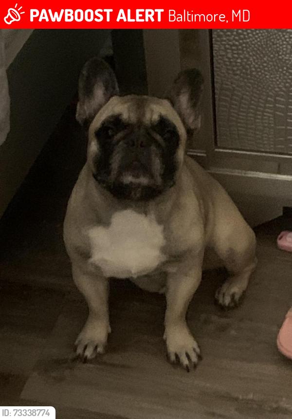 Lost Female Dog last seen douglass homes projects 246 n spring ct, Baltimore, MD 21231
