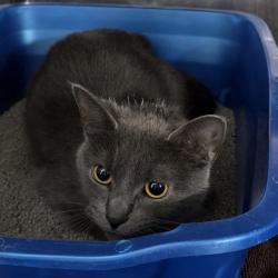 Shelter Stray Female Cat last seen Near Annapolis Road, SEVERN, MD, 21144, 411 Maxwell Frye Rd, Millersville, MD 21108, USA