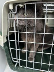 Shelter Stray Female Cat last seen Near Jameson Drive, VIRGINIA BEACH, VA, 341 S Birdneck Rd, Virginia Beach, VA 23451, USA