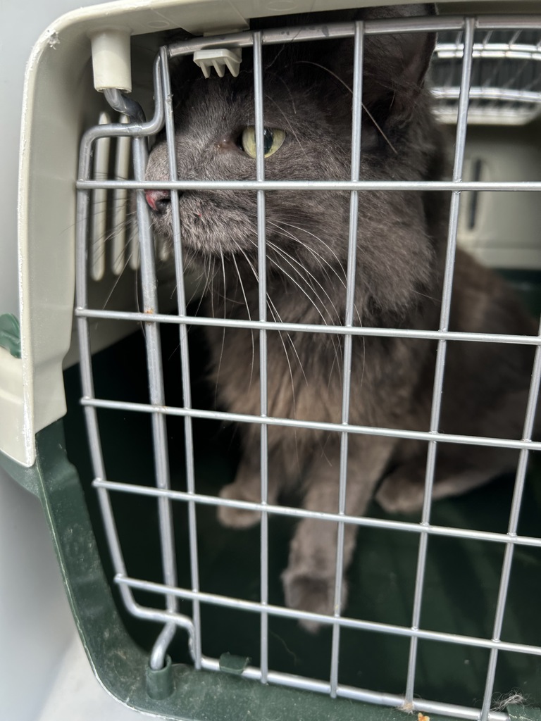 Shelter Stray Female Cat last seen Near Jameson Drive, VIRGINIA BEACH, VA, 341 S Birdneck Rd, Virginia Beach, VA 23451, USA