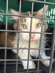 Shelter Stray Unknown Cat last seen Near Cornick Drive, VIRGINIA BEACH, VA, 23454, 341 S Birdneck Rd, Virginia Beach, VA 23451, USA
