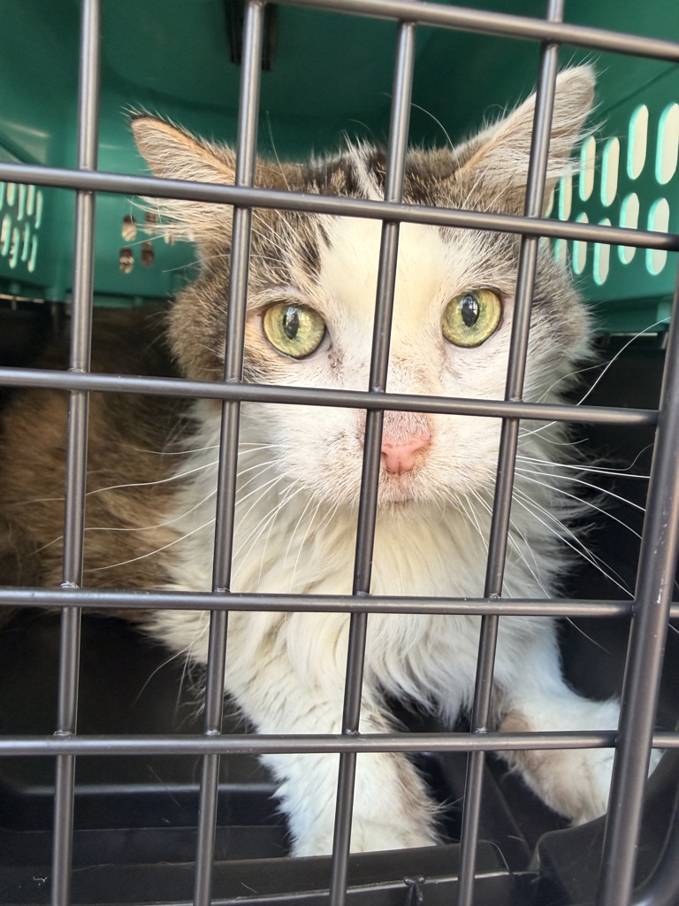 Shelter Stray Unknown Cat last seen Near Cornick Drive, VIRGINIA BEACH, VA, 23454, 341 S Birdneck Rd, Virginia Beach, VA 23451, USA
