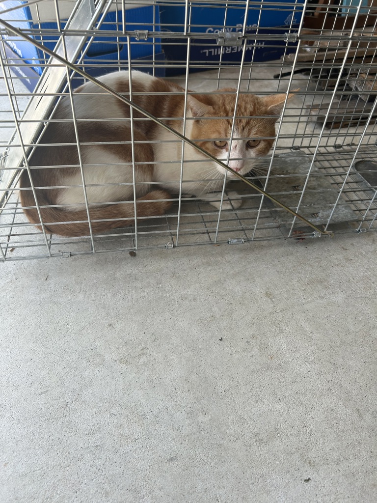 Shelter Stray Female Cat last seen Near Cranberry Court, VIRGINIA BEACH, VA, 23454, 341 S Birdneck Rd, Virginia Beach, VA 23451, USA
