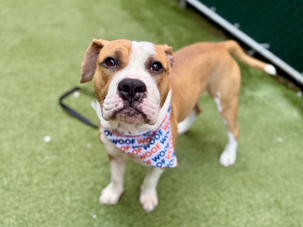 Shelter Stray Male Dog last seen NEW YORK, NY, 10029, 326 E 110th St, New York, NY 10029, USA