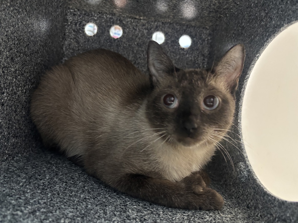 Shelter Stray Female Cat last seen Near E 138th Street, BRONX, NY, 10454, 326 E 110th St, New York, NY 10029, USA