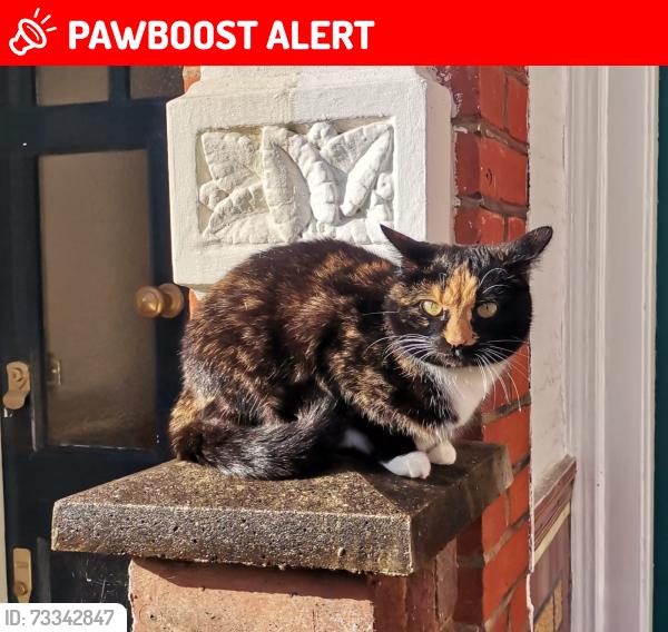 Lost Female Cat last seen Maldon road, W3 6SU, Greater London, England 