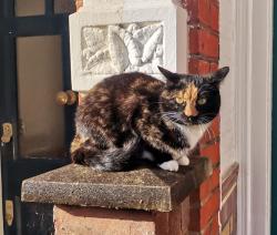 Lost Female Cat last seen Maldon road, W3 6SU, Greater London, England 