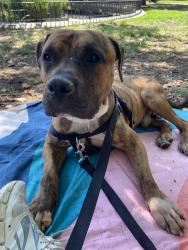 Shelter Stray Male Dog last seen Near 2nd Avenue, NEW YORK, NY, 10029, 326 E 110th St, New York, NY 10029, USA