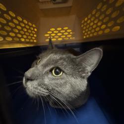 Shelter Stray Male Cat last seen Near Guthrie Avenue, DES MOINES, IA, 50317, Des Moines, IA 50313