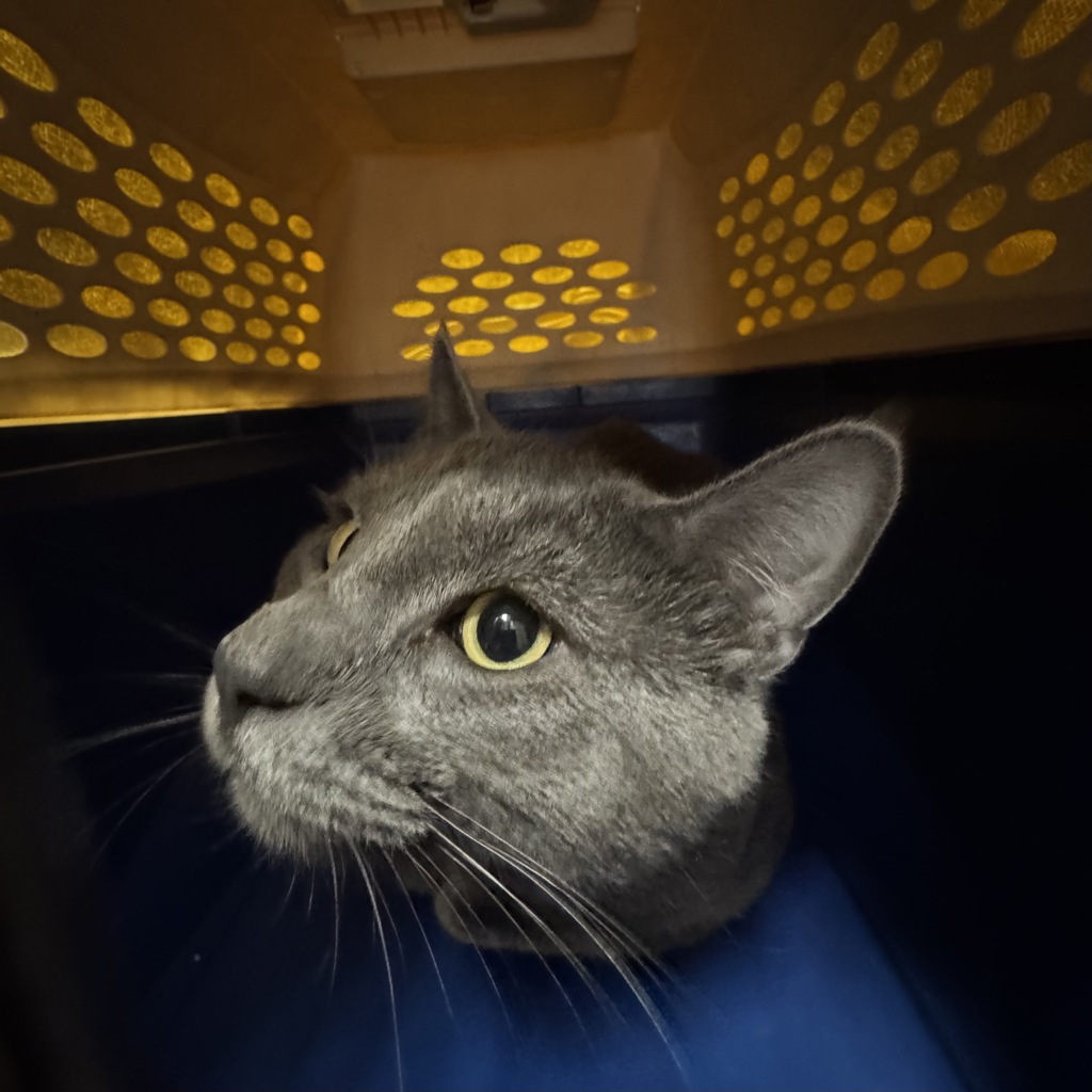 Shelter Stray Male Cat last seen Near Guthrie Avenue, DES MOINES, IA, 50317, Des Moines, IA 50313