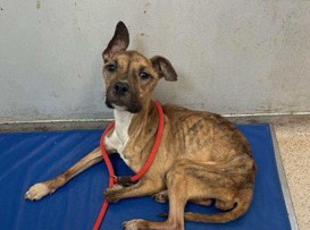 Shelter Stray Female Dog last seen 16-12 Mott Avenue, FAR ROCKAWAY, NY, 11691, 326 E 110th St, New York, NY 10029, USA