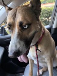 Reunited Female Dog last seen James street, Durham, NC 27707